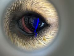 -嘉馨宠物医院·CT影像转诊·心脏科·犬猫全科诊疗中心(下沙大学城院区)