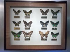 -上海昆虫博物馆