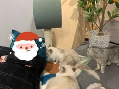 -有猫咖啡umeow coffee