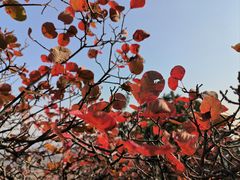 -北京西山国家森林公园