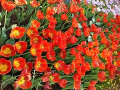 -石家庄市植物园