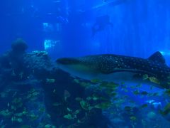 -成都浩海立方海洋公园