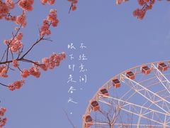 -顾村公园