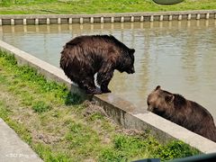 -上海野生动物园