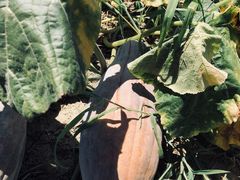 -呼吸森林·生态农庄农家乐私房菜