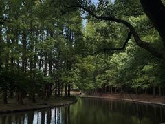 -上海共青森林公园