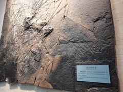 -浙江自然博物院(杭州馆)
