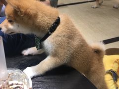 -逗柴咖啡屋·狗咖猫咖宠物桌游