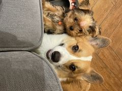 -瑞派·关忠动物医院·异宠专科·犬猫肿瘤·皮肤专科(望京店)