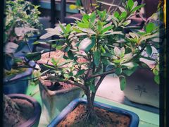 -万商花鸟市场