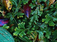 -海南热带雨林国家公园吊罗山景区