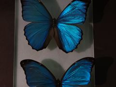 -上海昆虫博物馆