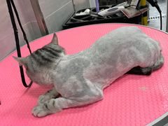 -宠福鑫康馨动物医院·骨科·眼科