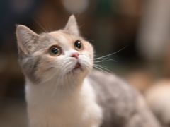 -小狗上班·狗咖·猫咖·小奶狗·摄影(南山店)