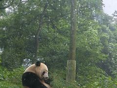 -中国大熊猫保护研究中心雅安碧峰峡基地