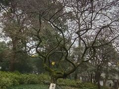 -杭州植物园