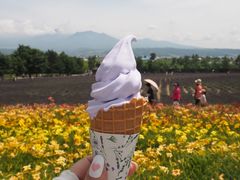 -富田农场