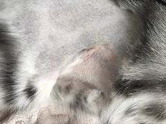 -米苏动物医院·犬猫专科·骨科外科内窥镜