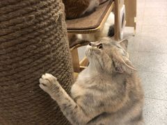 -more than meow吴止猫主题餐厅(承德 中船汇店)