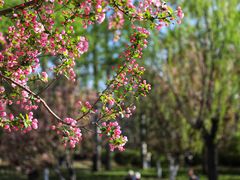-海棠花溪(元大都城垣遗址公园)