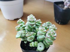 -秦美花卉(天朗·莱茵小城2期店)