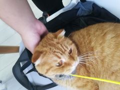 -喵的天空名猫咖啡馆·撸猫·猫舍·用品