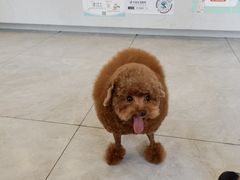 -瑞派名望24h动物医院异宠专科·猫专科·骨科·重症监护分院