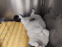 -瑞派动物医院·猫专科·至诚(江南中分院)