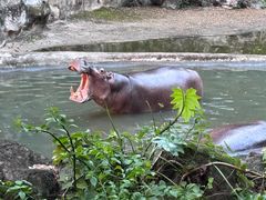 -清迈夜间动物园