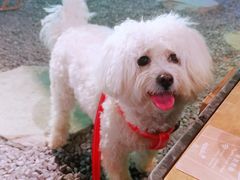 -J Create城市露营咖啡·简餐·宠物(上海动物园店)