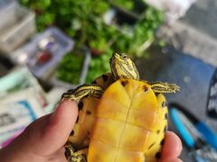 -清平路水族市场