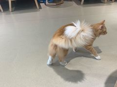 -藏猫猫咖啡主题馆(中央大道店)