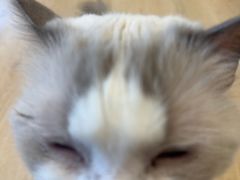 -有喵·猫咖·狗咖·30几只猫10只小狗(岗厦店)