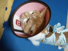 -美迦爱-牙专科·兔科·骨科诊疗中心(北苑店)