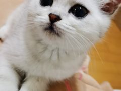 -关爱宠物医院·猫科中心·消化科(滨湖万达分院)