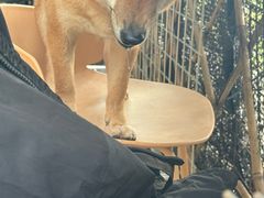 -柴犬高等学院·狗咖·柴犬售卖·宠物训练
