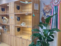 -猫十亿·布偶金渐层·曼基康矮脚猫舍(青年路店)
