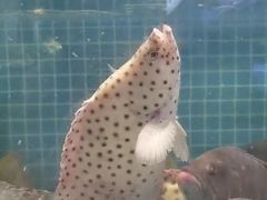 -驻海渔市(置信店)
