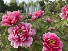 -洛阳市隋唐城遗址植物园