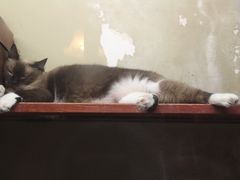 -猫咪博物馆(顶澳仔猫街店)