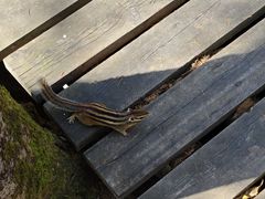 -五营红松林海景区