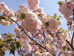 iphone_upload_pic-高东镇樱花园