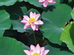 -哈尔滨大剧院