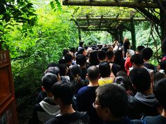 景点-成都大熊猫繁育研究基地