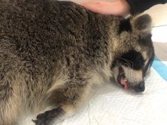 -浣熊柯尔鸭土拨鼠·电玩咖