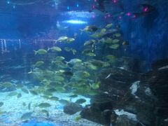 -烟台海昌鲸鲨海洋公园