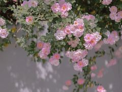 -上海辰山植物园