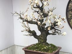 -香雪海