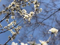 -桃花堤公园