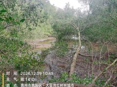 -大亚湾红树林城市湿地公园
